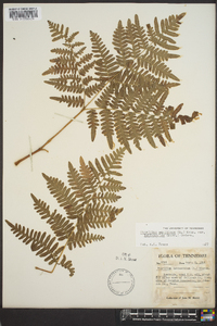 Pteridium aquilinum var. latiusculum image