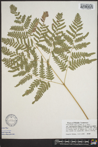 Pteridium aquilinum var. latiusculum image