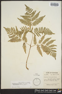 Pteridium aquilinum var. latiusculum image