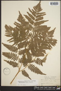 Pteridium aquilinum var. latiusculum image