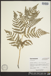 Pteridium aquilinum var. latiusculum image