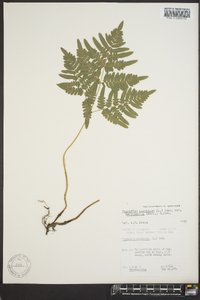 Pteridium aquilinum var. latiusculum image