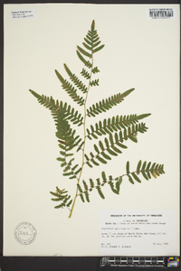 Pteridium aquilinum var. latiusculum image