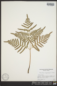 Pteridium aquilinum var. latiusculum image