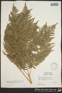 Pteridium aquilinum var. latiusculum image