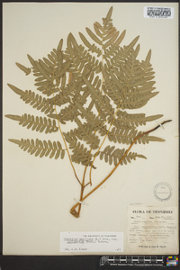 Pteridium aquilinum var. latiusculum image