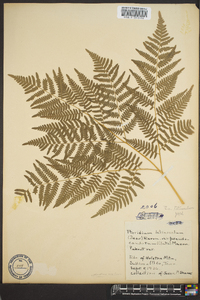 Pteridium aquilinum subsp. pseudocaudatum image