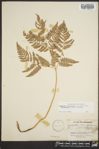 Pteridium aquilinum var. latiusculum image