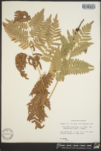 Pteridium aquilinum var. latiusculum image