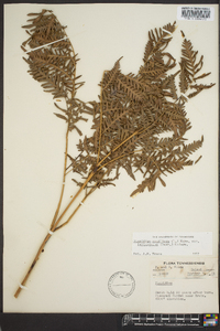 Pteridium aquilinum var. latiusculum image