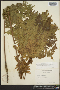 Pteridium aquilinum var. latiusculum image