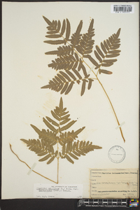 Pteridium aquilinum var. latiusculum image