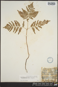 Pteridium aquilinum var. latiusculum image