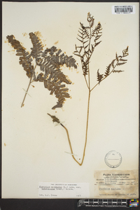 Pteridium aquilinum var. latiusculum image