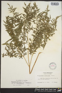 Pteridium aquilinum var. latiusculum image