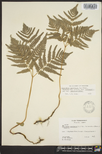 Pteridium aquilinum var. latiusculum image