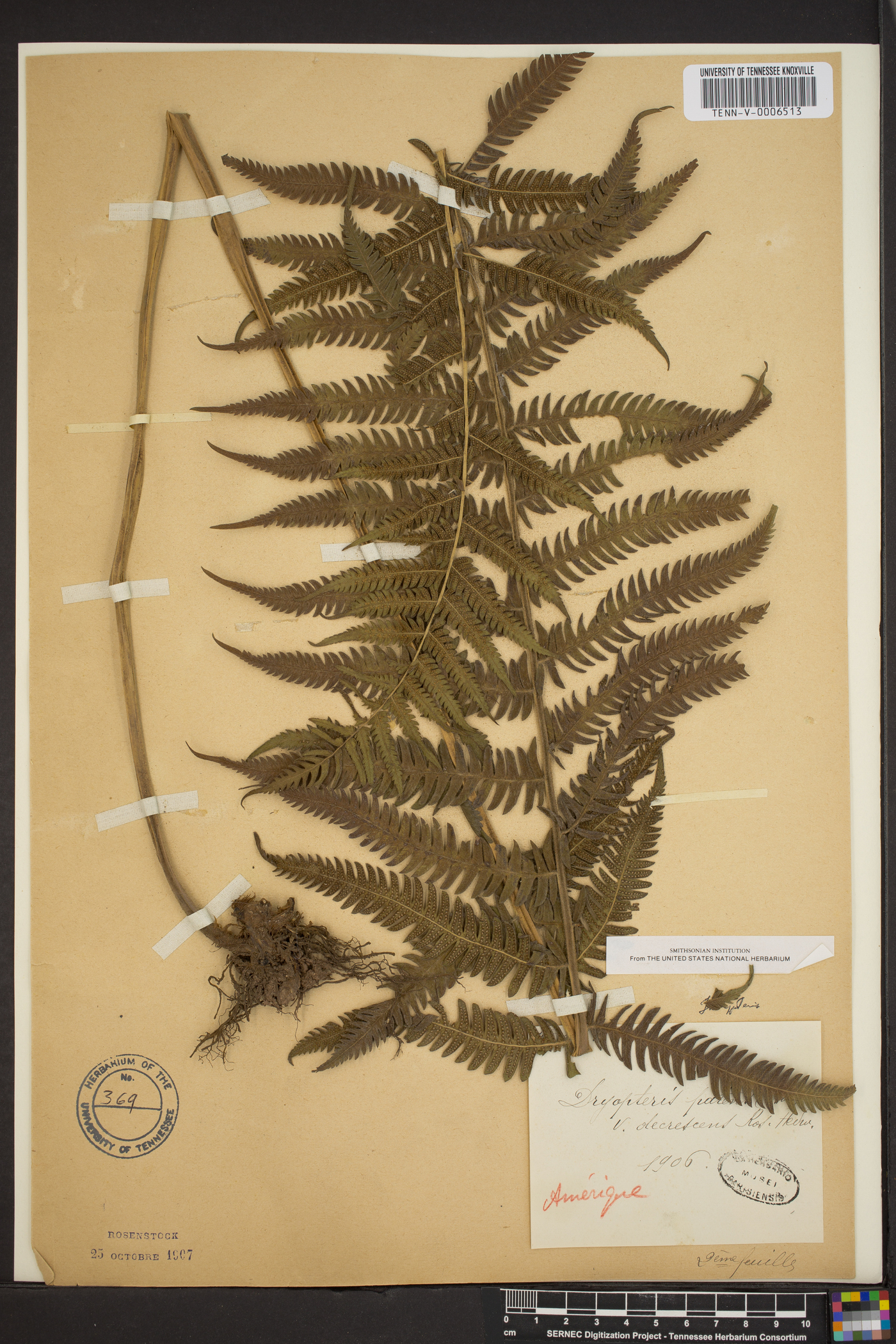 Dryopteris patens image