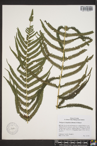 Thelypteris hispidula image