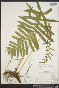 Thelypteris kunthii image