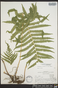 Thelypteris kunthii image