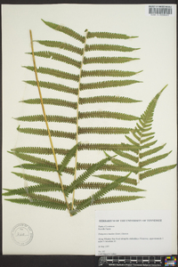 Thelypteris kunthii image