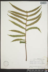 Thelypteris kunthii image