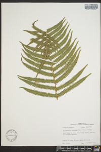 Thelypteris kunthii image