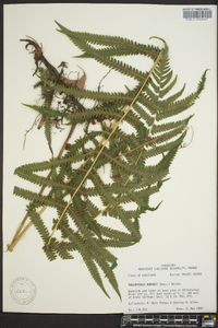 Thelypteris kunthii image