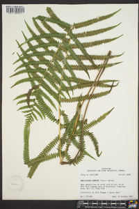 Thelypteris kunthii image