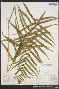 Thelypteris kunthii image