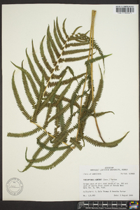 Thelypteris kunthii image