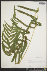 Thelypteris kunthii image