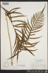 Thelypteris kunthii image