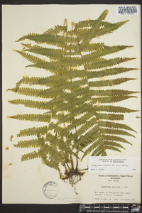 Thelypteris kunthii image