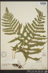 Thelypteris kunthii image