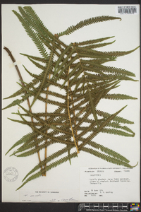 Thelypteris kunthii image