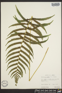 Thelypteris kunthii image