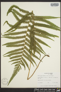 Thelypteris kunthii image