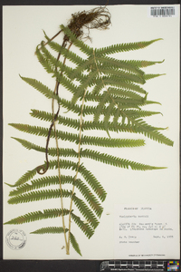 Thelypteris kunthii image