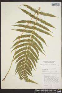 Thelypteris kunthii image