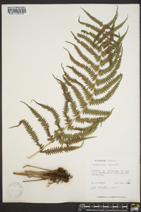 Thelypteris kunthii image