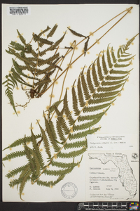 Thelypteris kunthii image