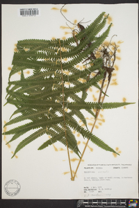 Thelypteris kunthii image