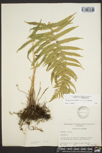 Thelypteris kunthii image