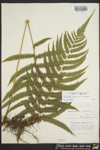 Thelypteris kunthii image