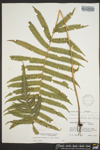 Thelypteris kunthii image