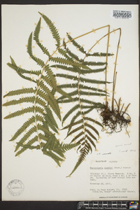 Thelypteris kunthii image