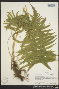 Thelypteris kunthii image