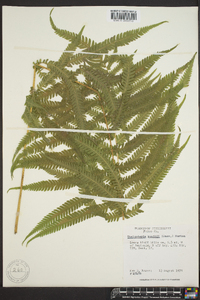 Thelypteris kunthii image