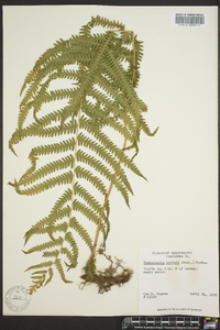 Thelypteris kunthii image